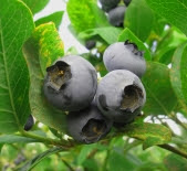 11_blueberry_fresh