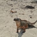bahamas14
